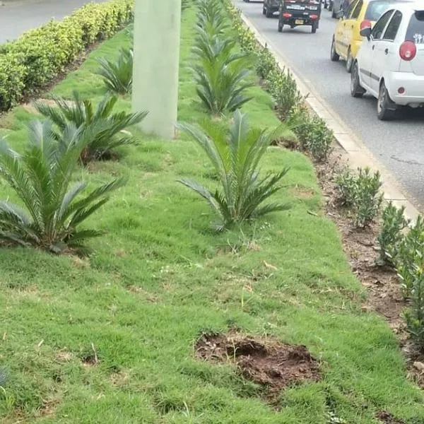 Alcaldía de Montería denuncia hurto recurrente de plantas ornamentales de espacios públicos
