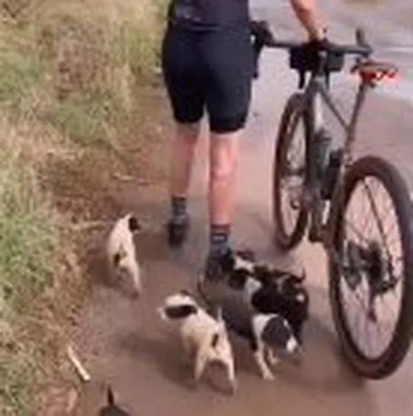 Video: mujer fue a montar bicicleta y terminó rescatando a varios cachorros