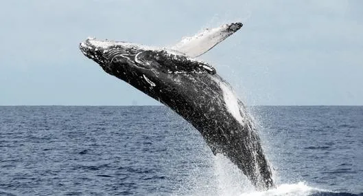 image_desktop