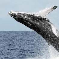 Esto es lo que debe tener en cuenta para realizar un avistamiento responsable de ballenas