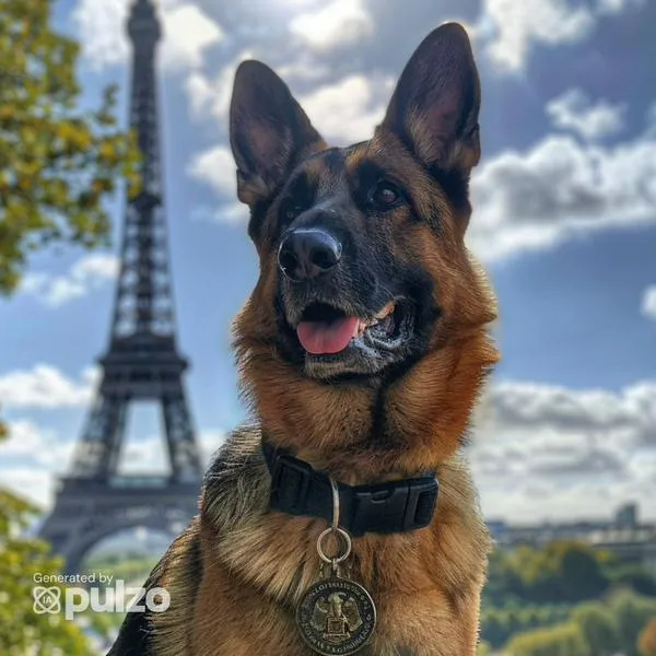 La inteligencia artificial retrató a los perros como si fueran participantes y competidores de los Juegos Olímpicos 2024, en París.