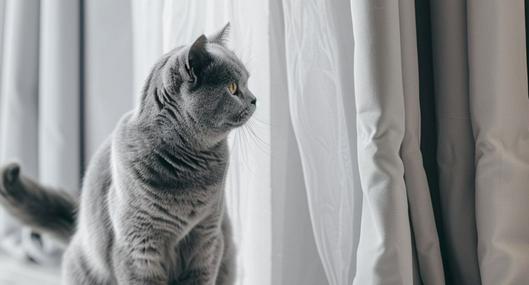 Métodos para que los gatos no se orinen en las cortinas.