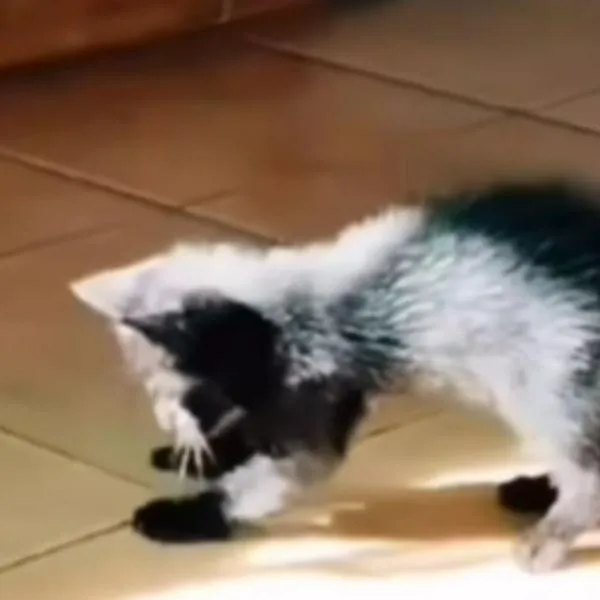 Gato derrite de ternura al tratar de coger la luz del sol. El video es viral