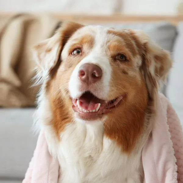 ¿Existe la reencarnación para los perros y mascotas expertos responden el interrogante