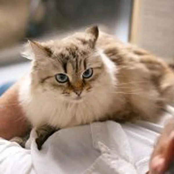 ¿Los gatos pueden predecir la muerte? Esta es la teoría que existe