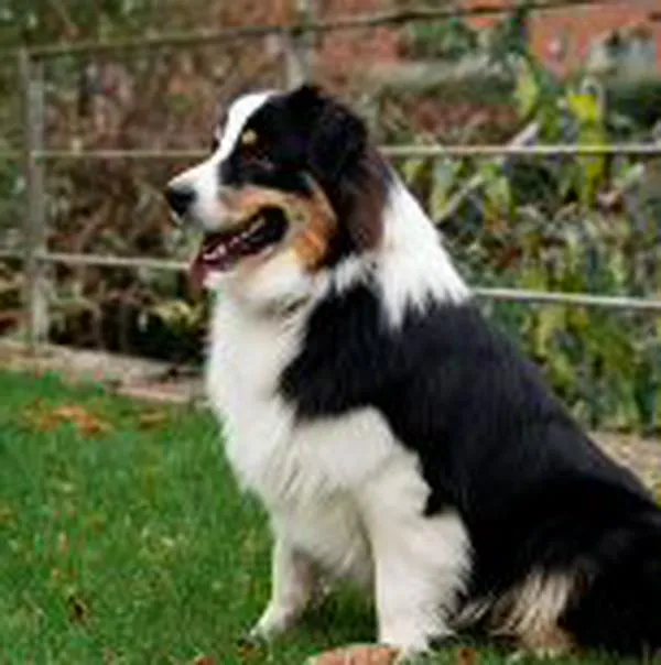 Descubre las razas de cachorros más fáciles de entrenar