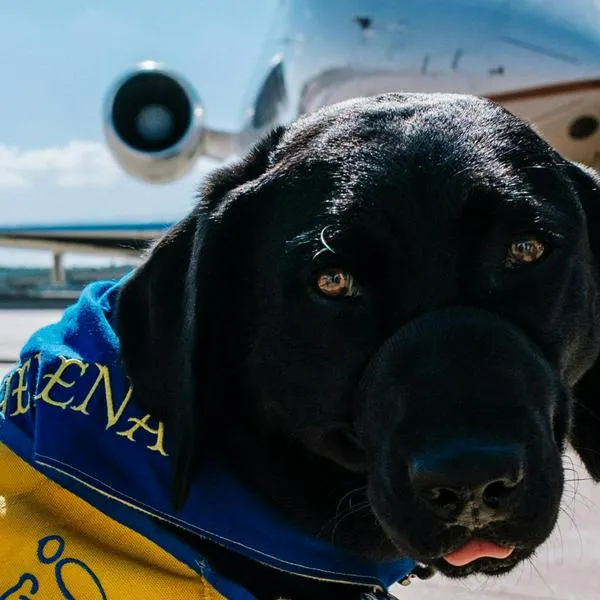 Qué edad debe tener su mascota para viajar a los Estados Unidos; requisito clave