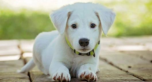 ¡Adiós al mal aliento! Alimentos que refrescarán el aliento de tu perro