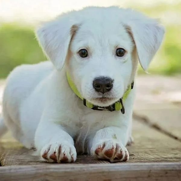 ¡Adiós al mal aliento! Alimentos que refrescarán el aliento de tu perro