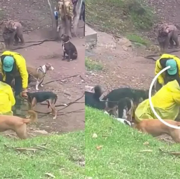 Video, paseadores de perros en Bogotá obligan a uno a comer tierra