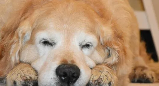 Por qué los perros mueven las patas mientras duermen y si es malo para su salud