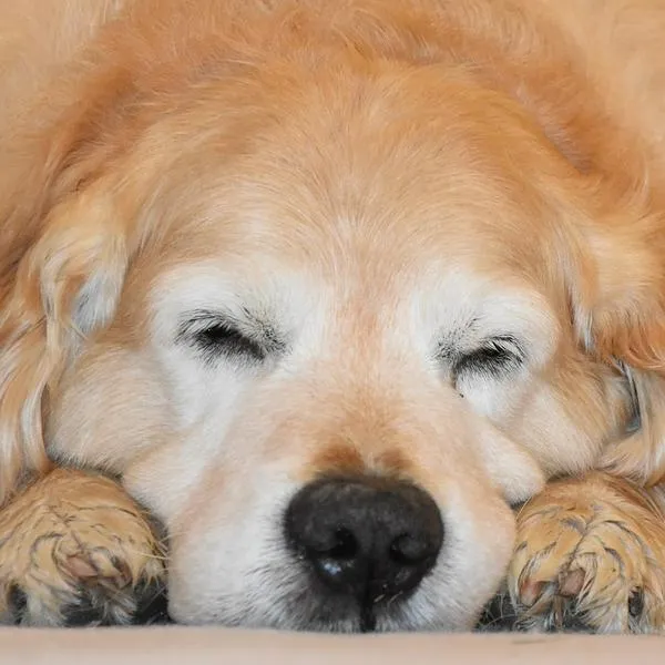 Por qué los perros mueven las patas mientras duermen y si es malo para su salud