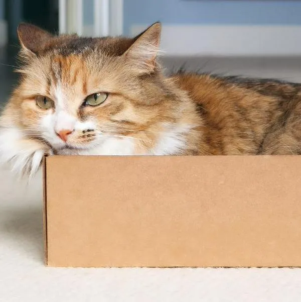 5 beneficios para la salud de quienes tienen gatos gracias al denominado ronroneo