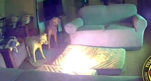 Perro provocó incendio en una casa después de morder batería de litio: video y detalles