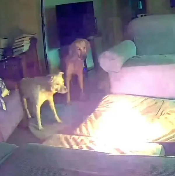 Perro provocó incendio en una casa después de morder batería de litio: video y detalles