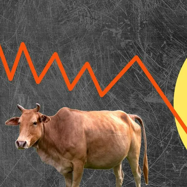 Exportaciones de ganado y carne en Colombia bajaron por producción en Brasil