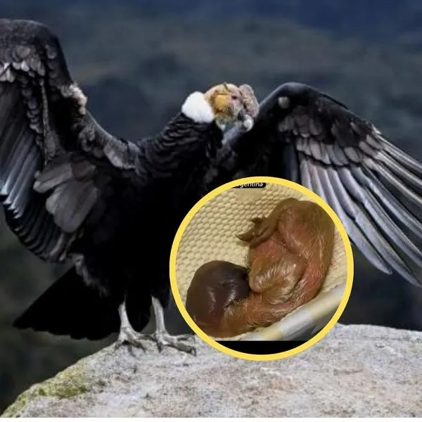 Nació cóndor de los Andes en el parque Jaime Duque, es el primero que nace allí 