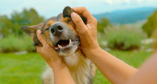 Concurso para perros criollos en Bogotá. 