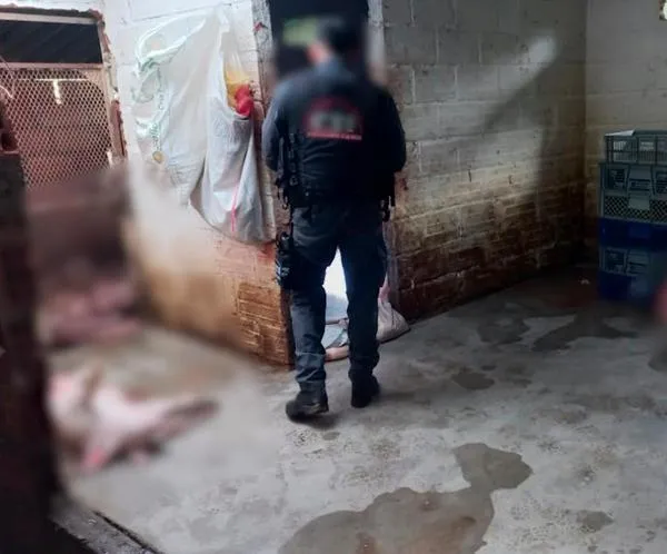 Mandaban carne para Medellín: pillaron matadero clandestino en Santa Rosa de Osos