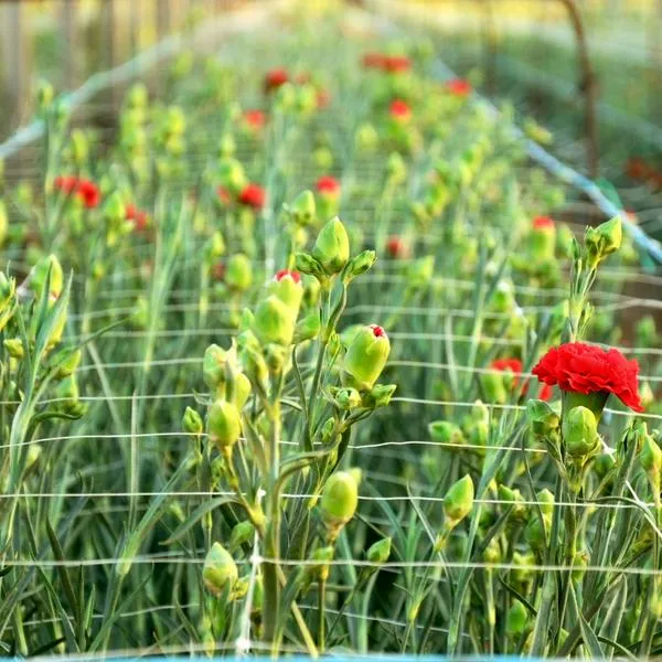 Colombia aumentará exportación de flores Claveles por ICA: será mayor exportador