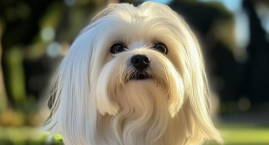 Conozca las características, cuidados y significados de tener un perro de raza bichón maltés en casa. Son mascotas muy juiciosas y cariñosas.