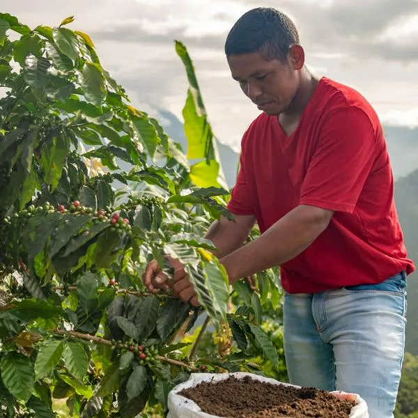 Nescafé dará buenos sueldos a cafeteros jóvenes de Colombia: pagará $1000000