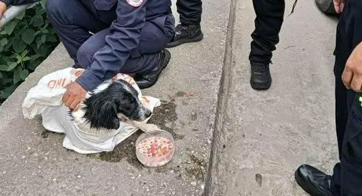 Indignación por hombre que lanzó a perro a una quebrada dentro de un costal con el hocico atado en La Plata, Huila