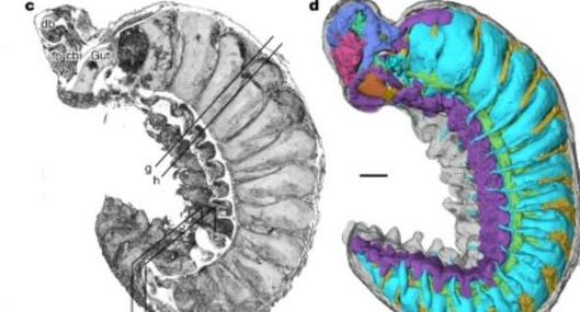 Hallan fósil de gusano de 520 millones de años que conserva el intestino y cerebro