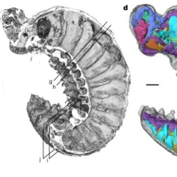 Hallan fósil de gusano de 520 millones de años que conserva el intestino y cerebro