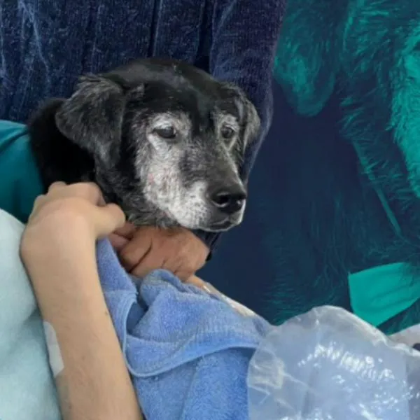 Hombre en fase terminal se despidió de su perro Tommy; conmovedor momento