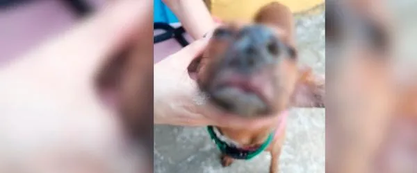 A la cárcel mujer que sumergió una perra en agua hirviendo
