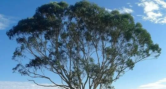 Este es el árbol que tiene las cinco vocales y se encuentra en Colombia. Es muy utilizado para remedios caseros y para hacer sahumerios.