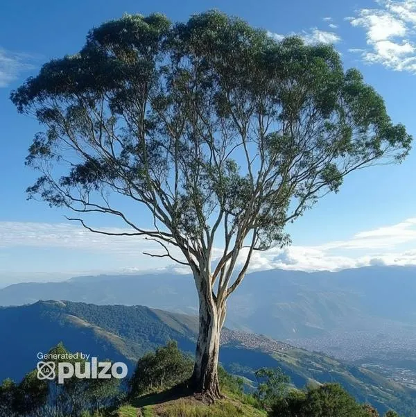 Este es el árbol que tiene las cinco vocales y se encuentra en Colombia. Es muy utilizado para remedios caseros y para hacer sahumerios.