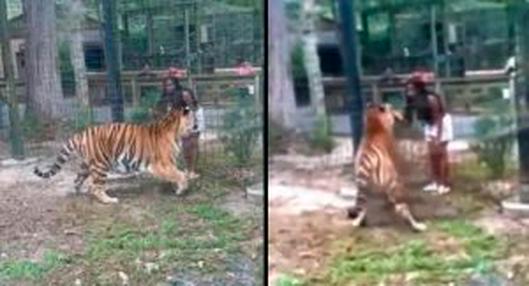 Video: mujer puso en peligro su vida para ver de cerca a un tigre en un zoológico