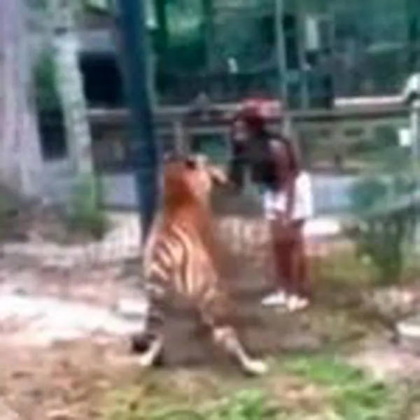 Video: mujer puso en peligro su vida para ver de cerca a un tigre en un zoológico