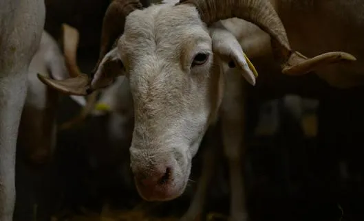 Brote de fiebre catarral ovina en el norte de Francia