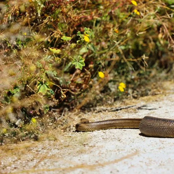 Alcalde fue mordido por serpiente y se encuentra hospitalizado: "No la vio"