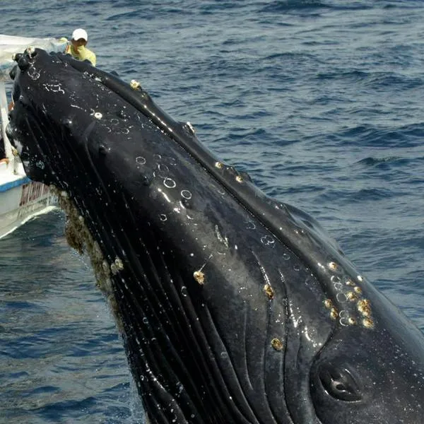 Ballena jorobada sorprendió a turistas en playas de Tumaco, Nariño, al saltar cerca de bote