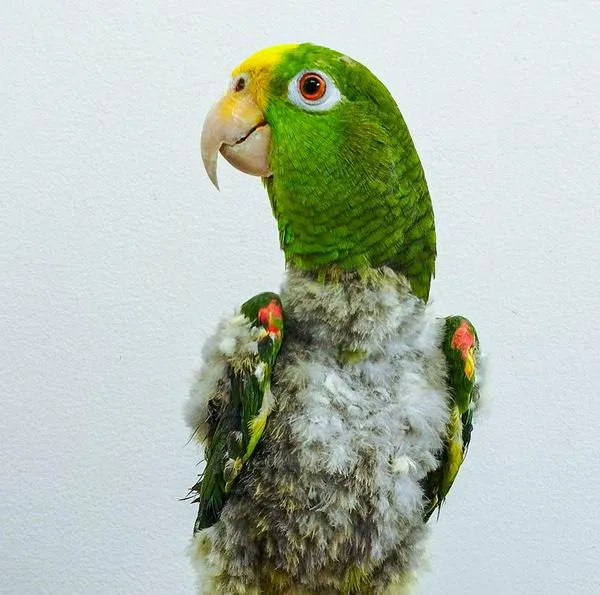 635 aves han sido atendidas en el Aburrá, muchas tras padecer agónicos cautiverios