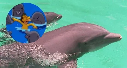 Los Simpson lo predijeron: delfines atacaron y mordieron a los bañistas en el mar