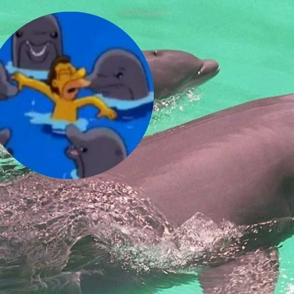 Los Simpson lo predijeron: delfines atacaron y mordieron a los bañistas en el mar