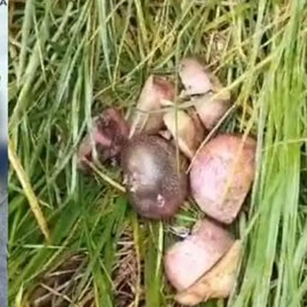 Cayó banda delincuencial que hurtaba con papas vehículos de alta gama