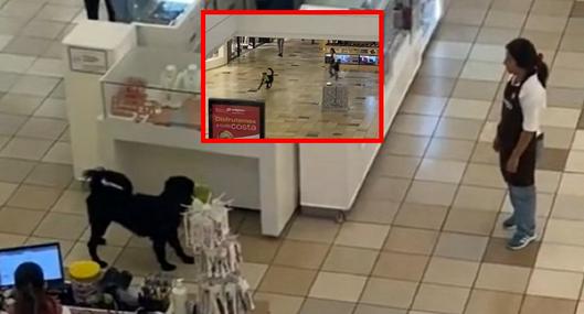 Perro se robó peluche de Miniso en centro comercial de Chile y puso a vendedora a correr detrás de él: video en viral