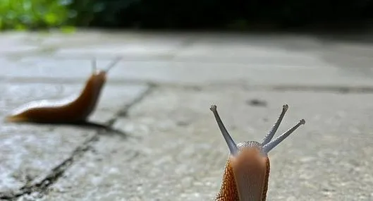 image_desktop