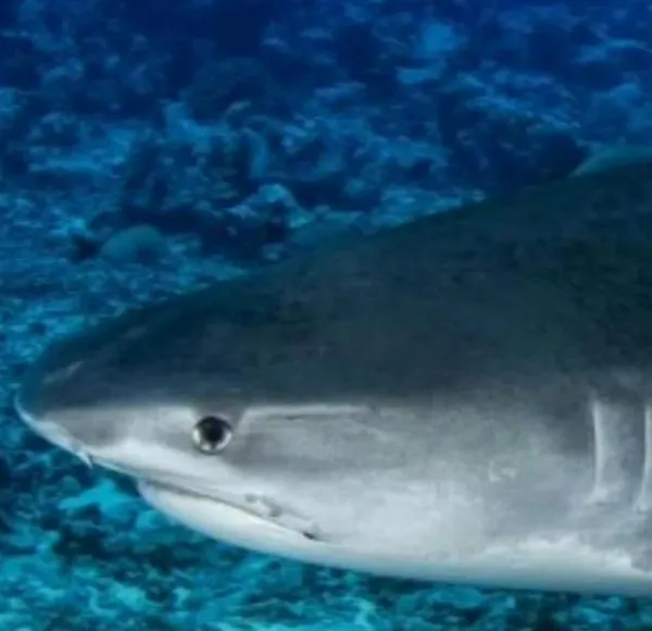 Joven murió en Jamaica trágicamente: fue atacado por un tiburón mientras pescaba