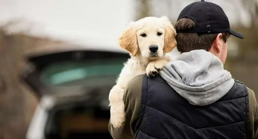 Foto de hurto de mascotas, en nota de cómo es ley por robo de perros y gatos con pena de cárcel y cómo sigue Colombia