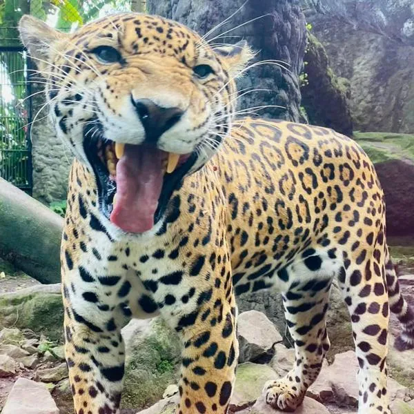 Valor entrada Zoológico de Santa Cruz 2024 en Mesitas del Colegio