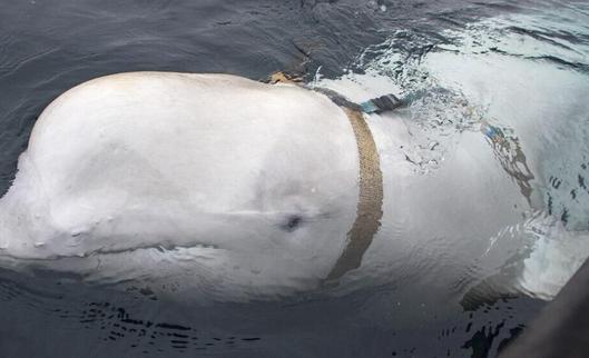 Hvaldimir, el famoso ‘espía beluga’, fue hallado muerto en Noruega