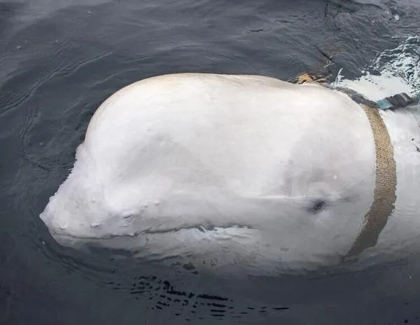 Hvaldimir, el famoso ‘espía beluga’, fue hallado muerto en Noruega