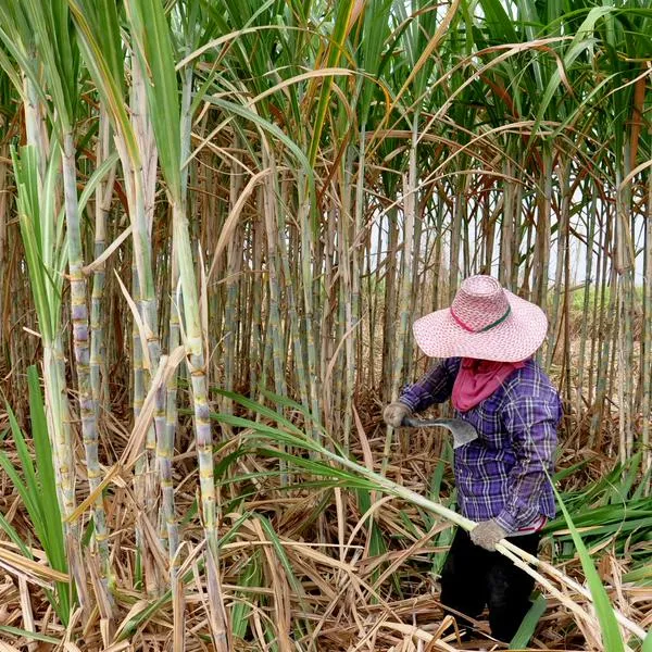 Precio de café, azúcar y más podría cambiar en Colombia por sequía de Brasil